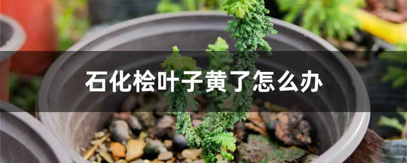 石化桧叶子黄了怎么办 石化桧叶子黄了怎么办