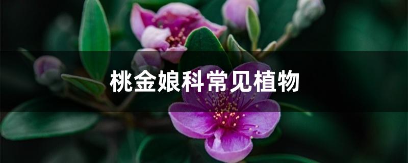 桃金娘科常见植物 桃金娘科常见植物