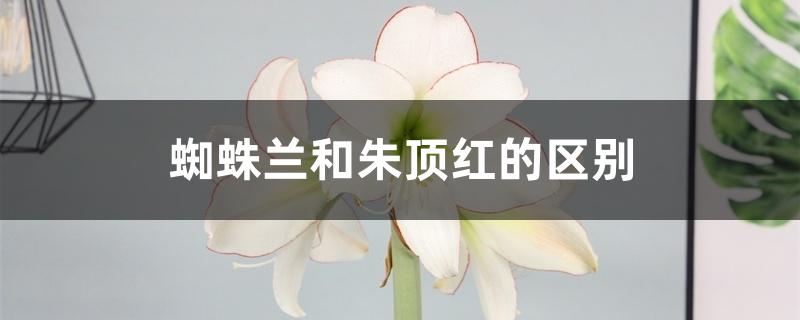 蜘蛛兰和朱顶红的区别 蜘蛛兰和朱顶红的区别