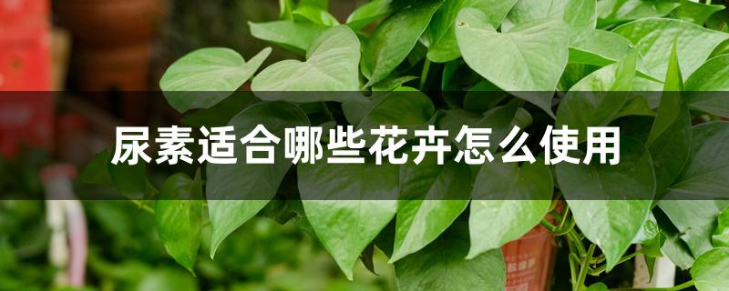 尿素适合哪些花卉怎么使用 尿素适合哪些花卉怎么使用
