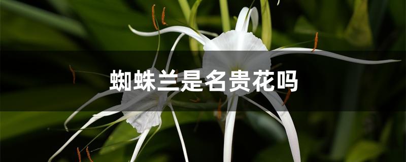 蜘蛛兰是名贵花吗 蜘蛛兰是名贵花吗