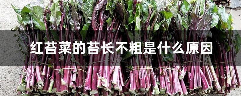 红苔菜的苔长不粗是什么原因 红苔菜的苔长不粗是什么原因