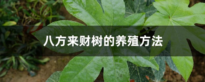 八方来财树的养殖方法 八方来财树的养殖方法