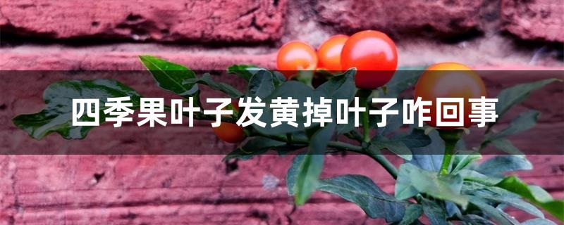 四季果叶子发黄掉叶子咋回事 四季果叶子发黄掉叶子咋回事