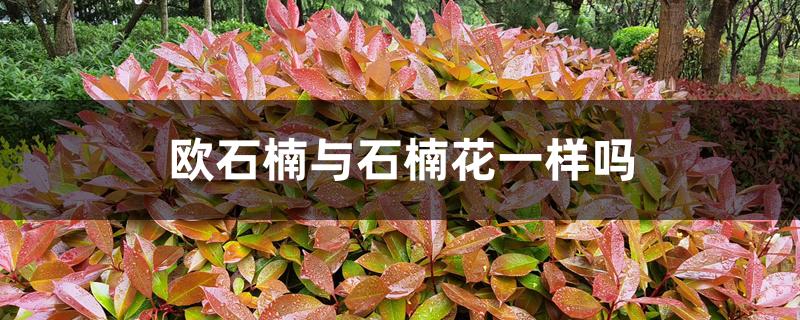 欧石楠与石楠花一样吗 欧石楠与石楠花一样吗