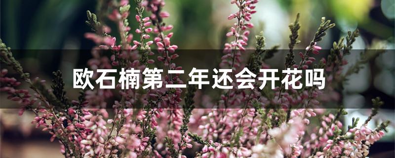 欧石楠第二年还会开花吗 欧石楠第二年还会开花吗