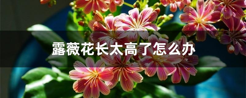 露薇花长太高了怎么办 露薇花长太高了怎么办