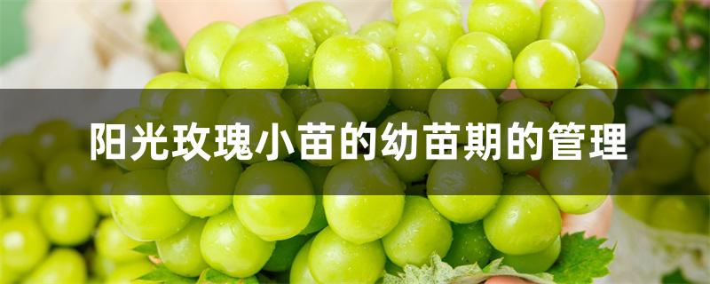 阳光玫瑰小苗的幼苗期的管理 阳光玫瑰小苗的幼苗期的管理