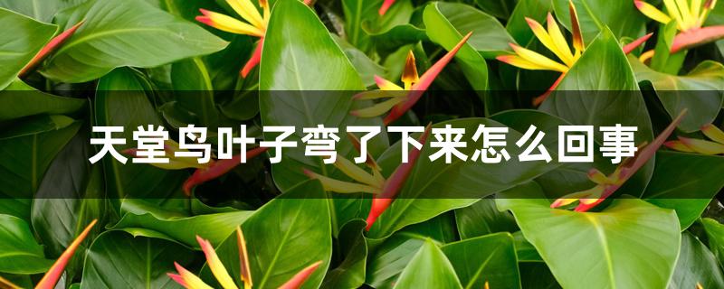天堂鸟叶子弯了下来怎么回事 天堂鸟叶子弯了下来怎么回事