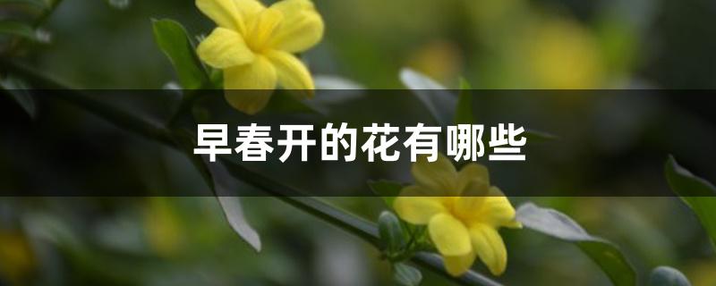 早春开的花有哪些 早春开的花有哪些