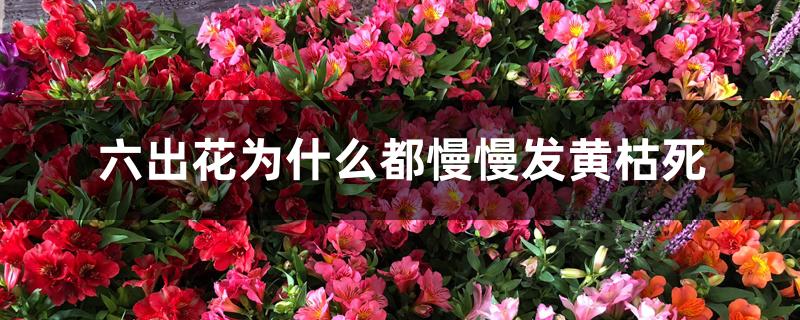 六出花为什么都慢慢发黄枯死 六出花为什么都慢慢发黄枯死