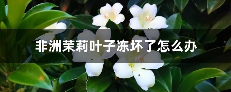 非洲茉莉叶子冻坏了怎么办 非洲茉莉叶子冻坏了怎么办
