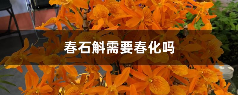 春石斛需要春化吗 春石斛需要春化吗