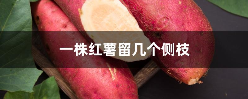 一株红薯留几个侧枝 一株红薯留几个侧枝