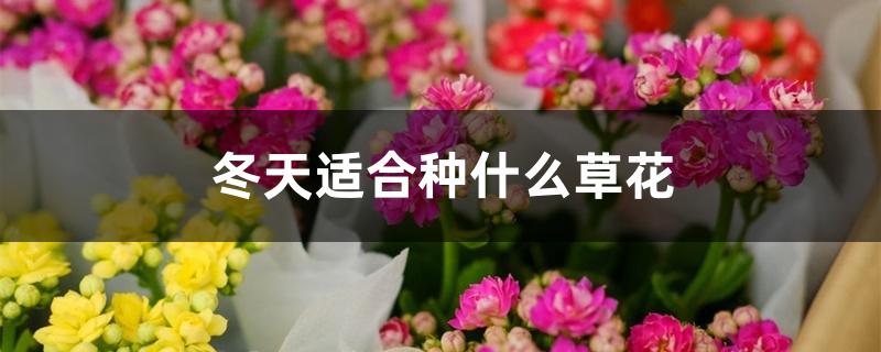 冬天适合种什么草花 冬天适合种什么草花