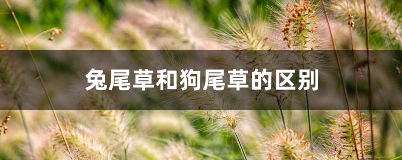 兔尾草和狗尾草的区别 兔尾草和狗尾草的区别
