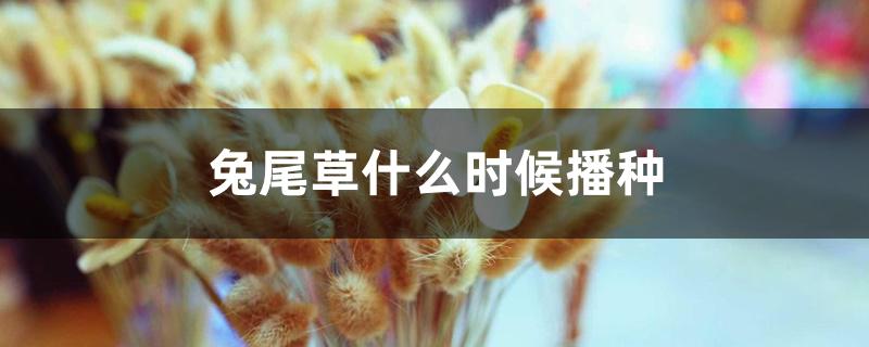 兔尾草什么时候播种 兔尾草什么时候播种