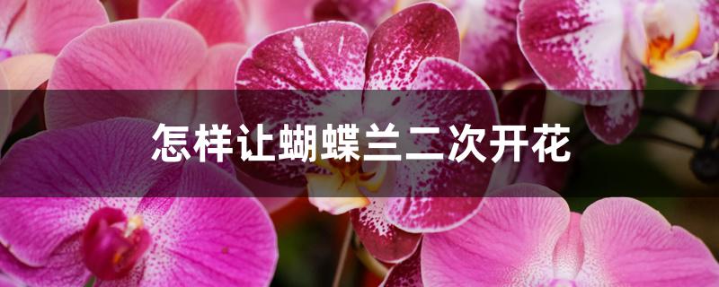 怎样让蝴蝶兰二次开花 怎样让蝴蝶兰二次开花
