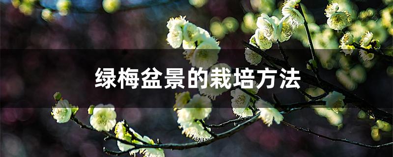 绿梅盆景的栽培方法 绿梅盆景的栽培方法