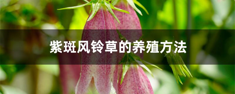 紫斑风铃草的养殖方法 紫斑风铃草的养殖方法