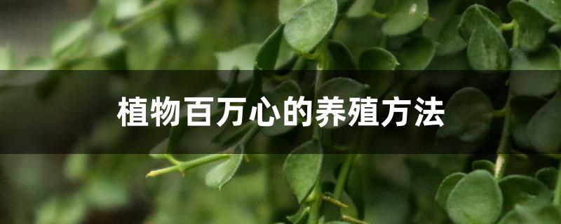 植物百万心的养殖方法 植物百万心的养殖方法