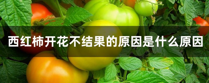 西红柿开花不结果的原因是什么 西红柿开花不结果的原因是什么