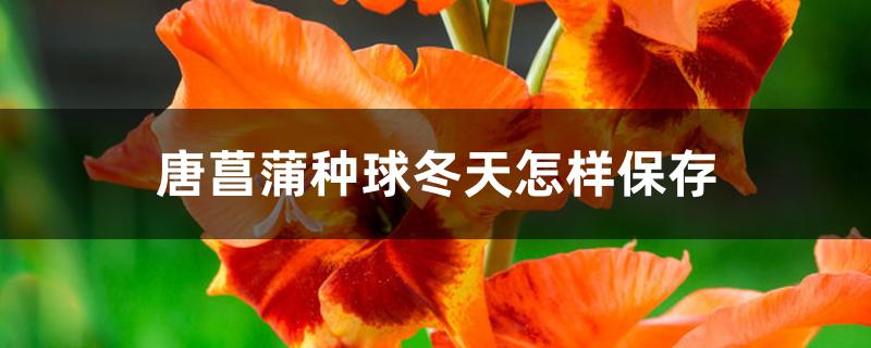 唐菖蒲种球冬天怎样保存 唐菖蒲种球冬天怎样保存