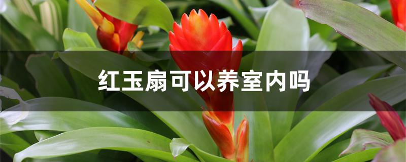 红玉扇可以养室内吗 红玉扇可以养室内吗