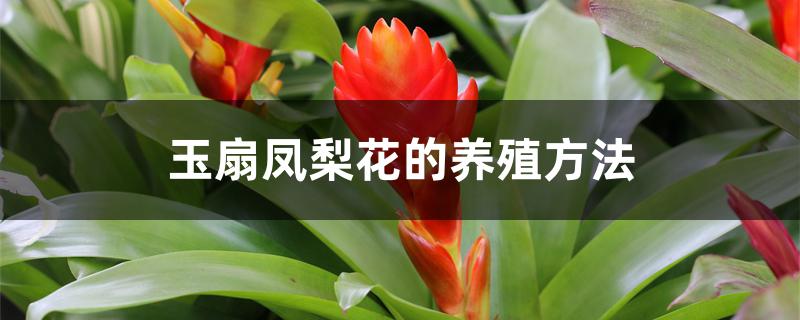 玉扇凤梨花的养殖方法 玉扇凤梨花的养殖方法