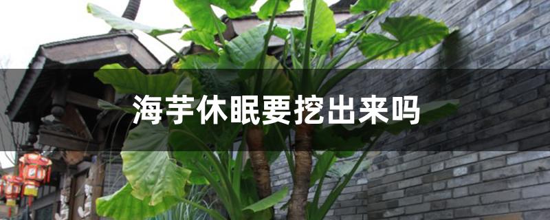 海芋休眠要挖出来吗