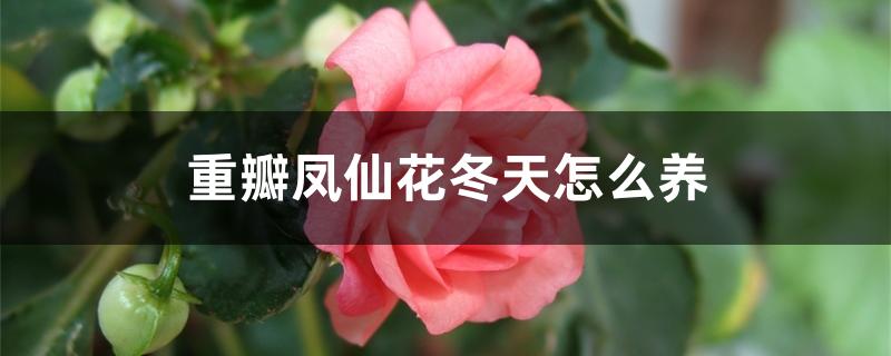 重瓣凤仙花冬天怎么养