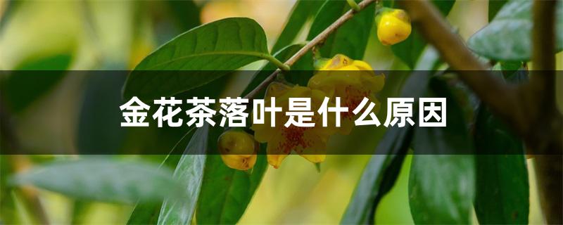 金花茶落叶是什么原因