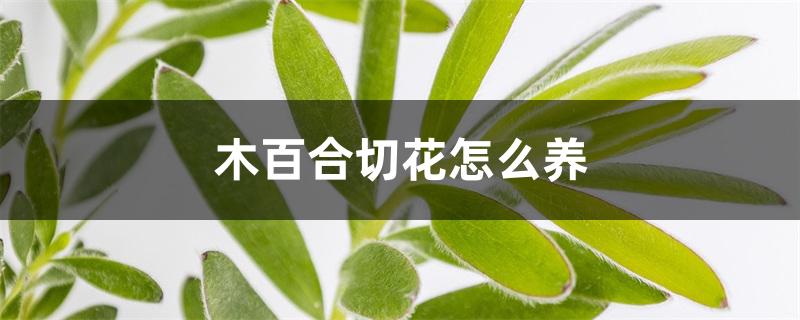木百合切花怎么养 木百合切花怎么养