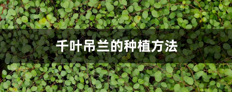 千叶吊兰的种植方法 千叶吊兰的种植方法