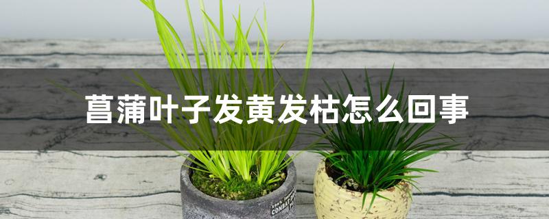 菖蒲叶子发黄发枯怎么回事 菖蒲叶子发黄发枯怎么回事