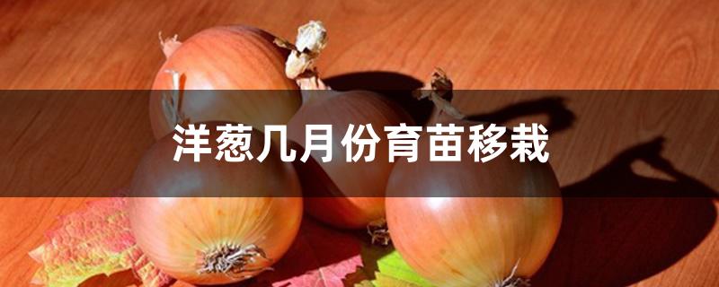 洋葱几月份育苗移栽 洋葱几月份育苗移栽