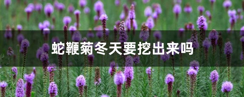 蛇鞭菊冬天要挖出来吗 蛇鞭菊冬天要挖出来吗