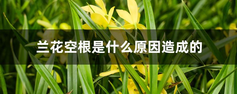 兰花空根是什么原因造成的 兰花空根是什么原因造成的