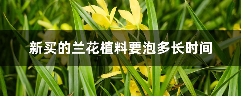 新买的兰花植料要泡多长时间 新买的兰花植料要泡多长时间