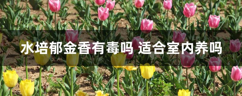 水培郁金香有毒吗 适合室内养吗 水培郁金香有毒吗 适合室内养吗