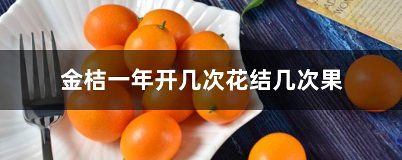 金桔一年开几次花结几次果 金桔一年开几次花结几次果