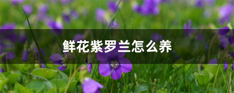 鲜花紫罗兰怎么养 鲜花紫罗兰怎么养