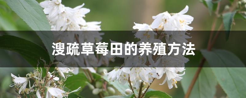 溲疏草莓田的养殖方法 溲疏草莓田的养殖方法
