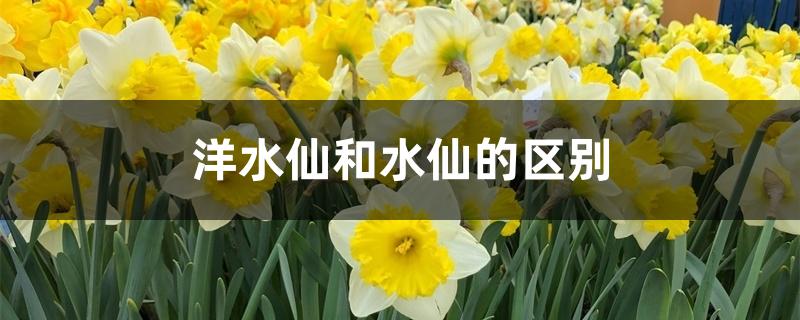 洋水仙和水仙的区别 洋水仙和水仙的区别