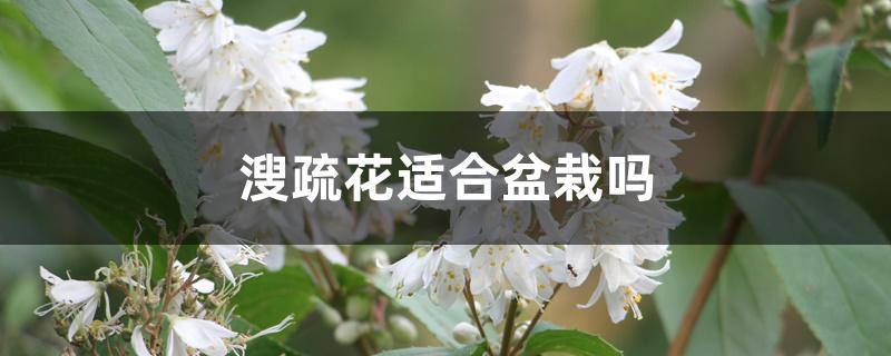溲疏花适合盆栽吗 溲疏花适合盆栽吗