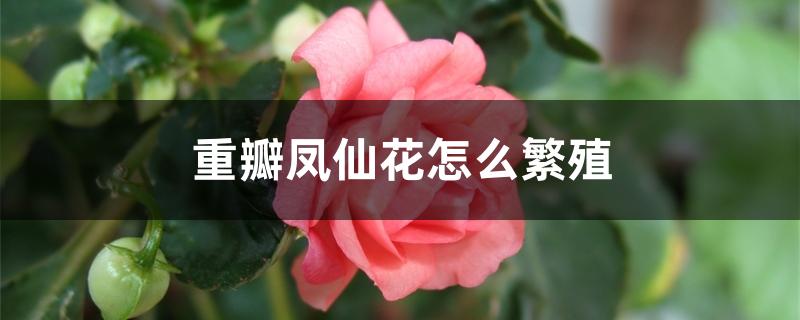 重瓣凤仙花怎么繁殖 重瓣凤仙花怎么繁殖
