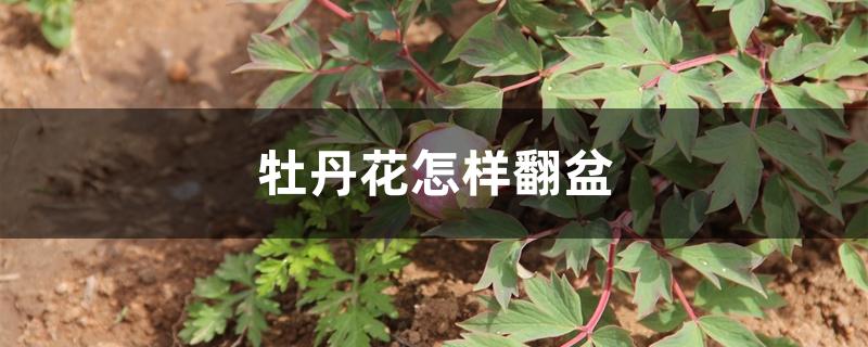 牡丹花怎样翻盆 牡丹花怎样翻盆