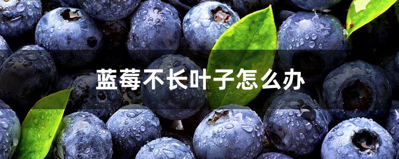 蓝莓不长叶子怎么办 蓝莓不长叶子怎么办