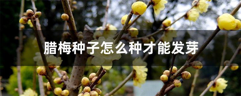 腊梅种子怎么种才能发芽 腊梅种子怎么种才能发芽
