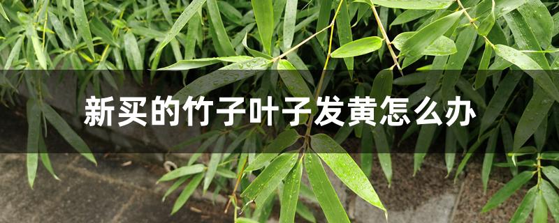 新买的竹子叶子发黄怎么办 新买的竹子叶子发黄怎么办